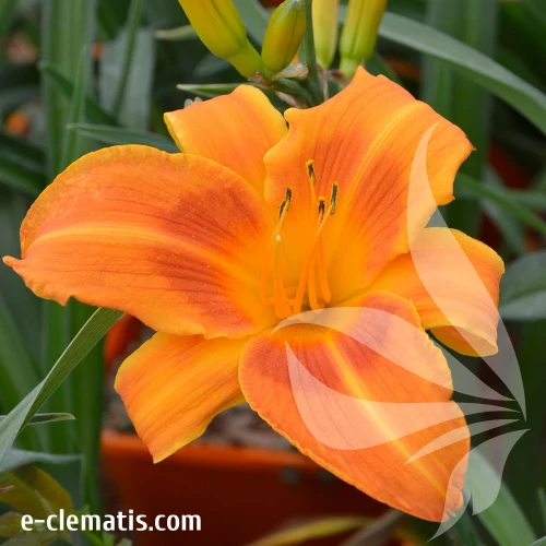 Hemerocallis-Holiday-Delight.webp