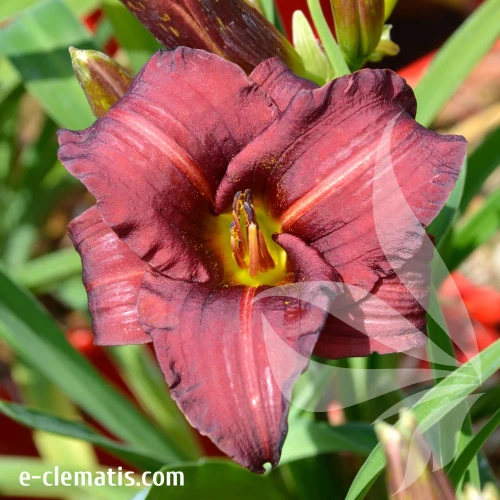Hemerocallis-Little-Business2.webp