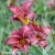 Hemerocallis-Little-Business.webp