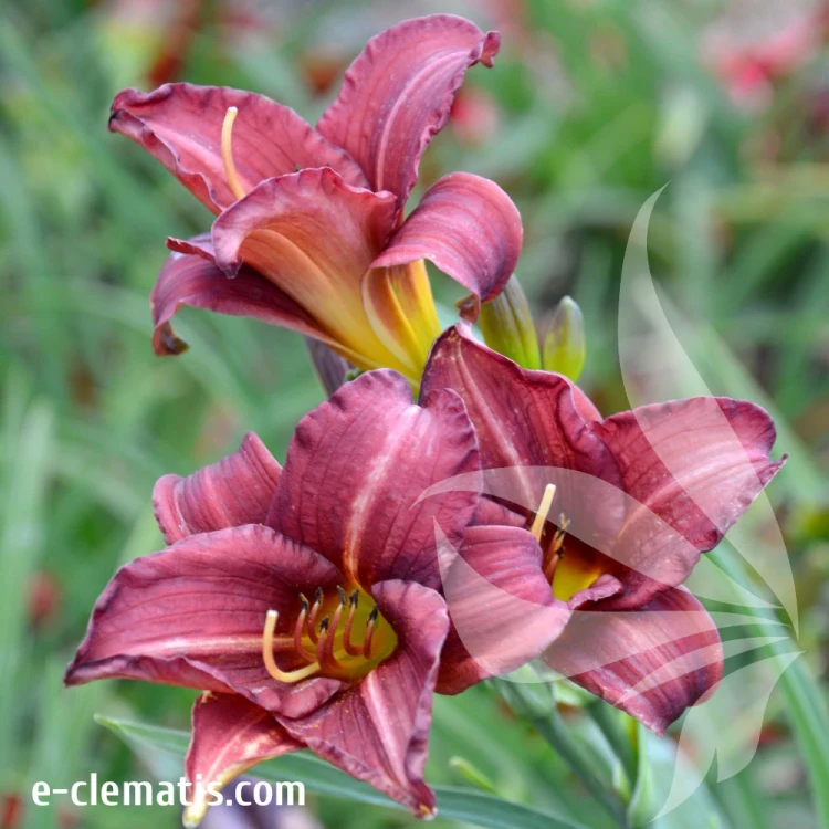 Hemerocallis-Little-Business.webp