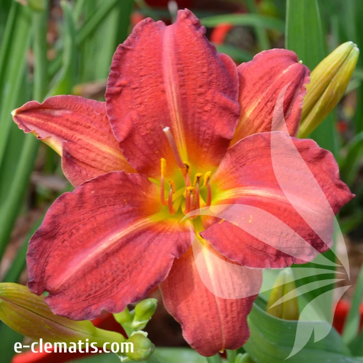 Hemerocallis-Red-Rum.webp