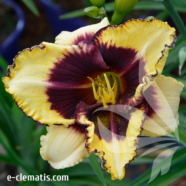 Hemerocallis-Open-My-Eyes.webp