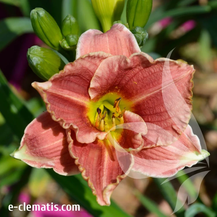 Hemerocallis-Little-Anna-Rosa.webp