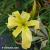 Hemerocallis-Heavenly-Flight-of-Angels.webp