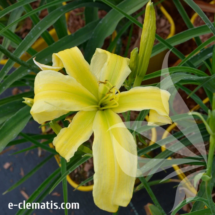 Hemerocallis-Heavenly-Flight-of-Angels.webp