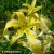 Hemerocallis-Heavenly-Flight-of-Angels2.webp