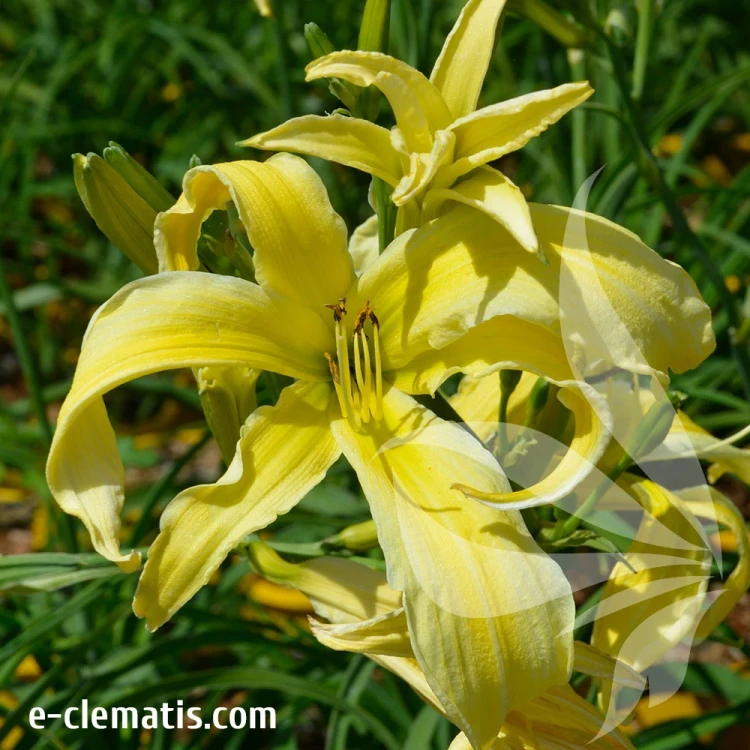 Hemerocallis-Heavenly-Flight-of-Angels2.webp
