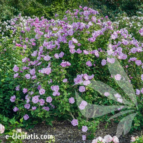 Hibiscus-syriacus-LAVENDER-CHIFFON-2.webp