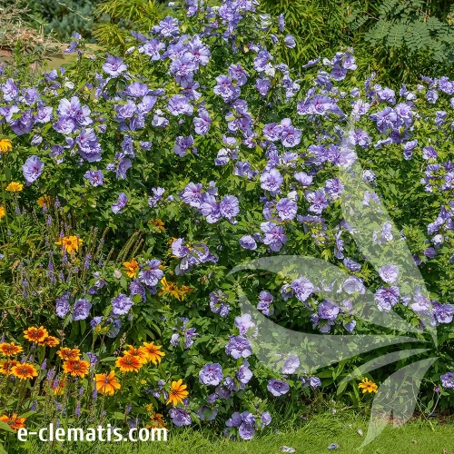 Hibiscus-syriacus-BLUE-CHIFFON-2.webp