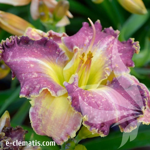 Hemerocallis-Black-Arrowhead-4.webp