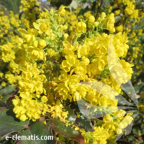 produkty-mahonia-kwat.webp