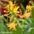 crocosmia-davison-3.webp