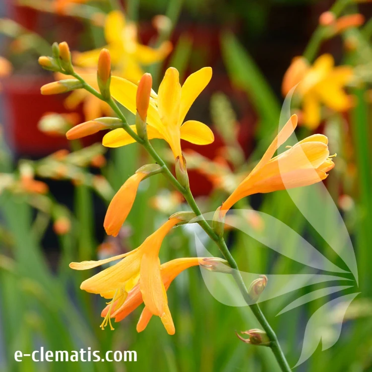 crocosmia-davison-3.webp