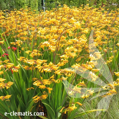 crocosmia-davison-1.webp