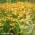 crocosmia-davison-1.webp