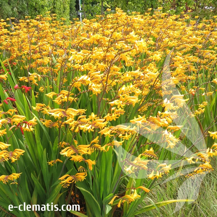 crocosmia-davison-1.webp