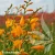 crocosmia-davison-2.webp
