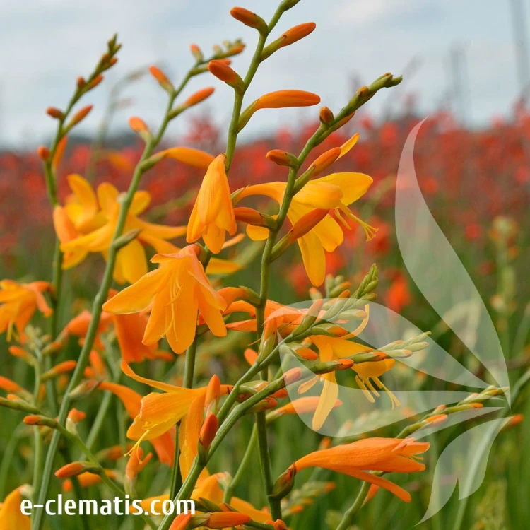 crocosmia-davison-2.webp