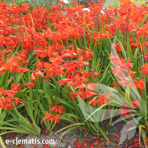 crocosmia-fire-king-2.webp