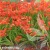 crocosmia-fire-king-2.webp