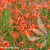 crocosmia-fire-king.webp