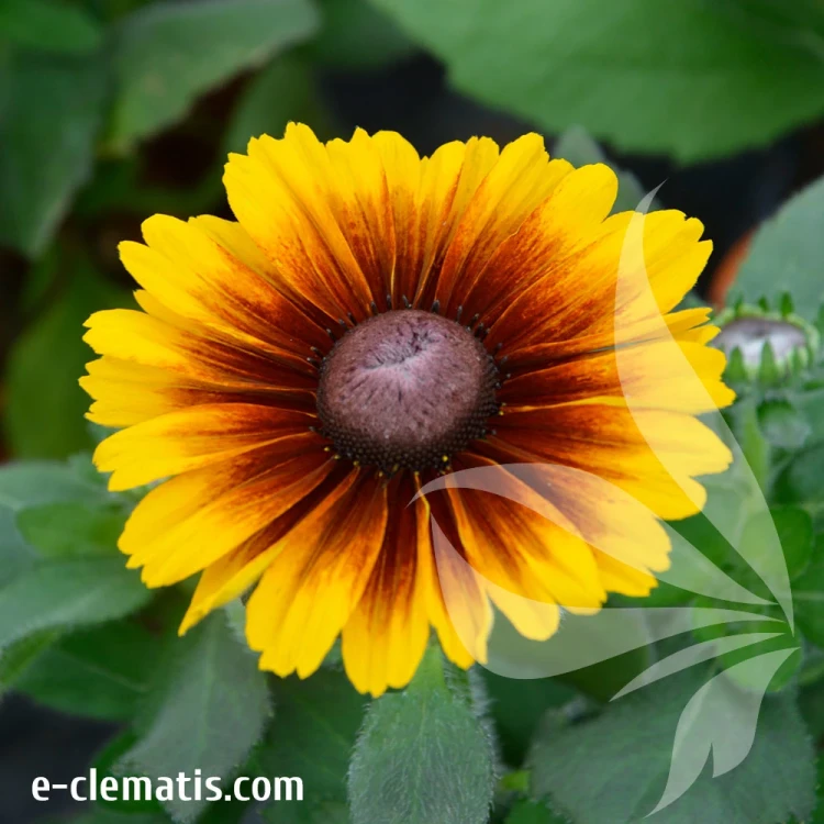 Rudbeckia-SMILEY-Kissing.webp