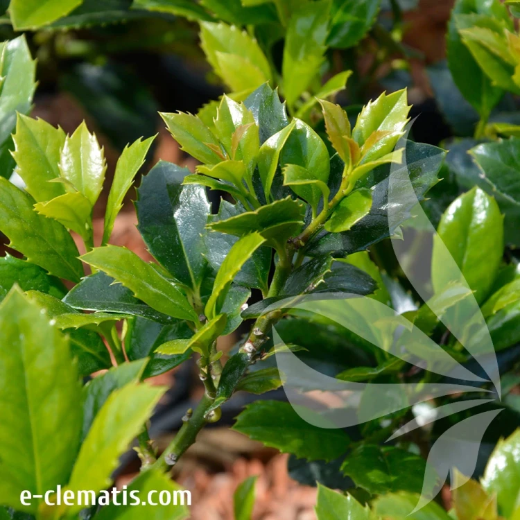 Ilex-heckenhStar.webp