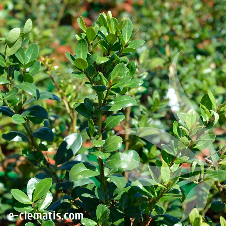 Ilex-crenata-fastigiata.webp