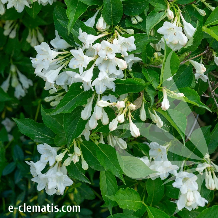 Weigela-florida-Bristol-Snowflake.webp