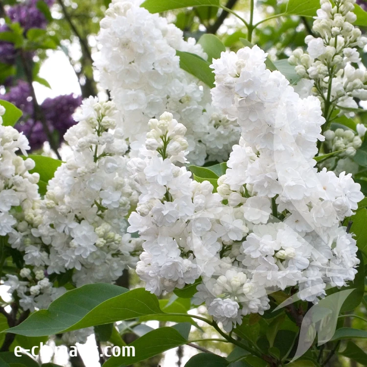 Syringa-vulgaris-Miss-Ellen-Willmott.webp