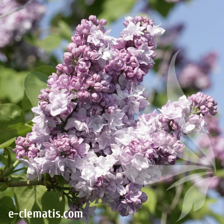 Syringa-vulgaris-Katherine-Havemeyer.webp