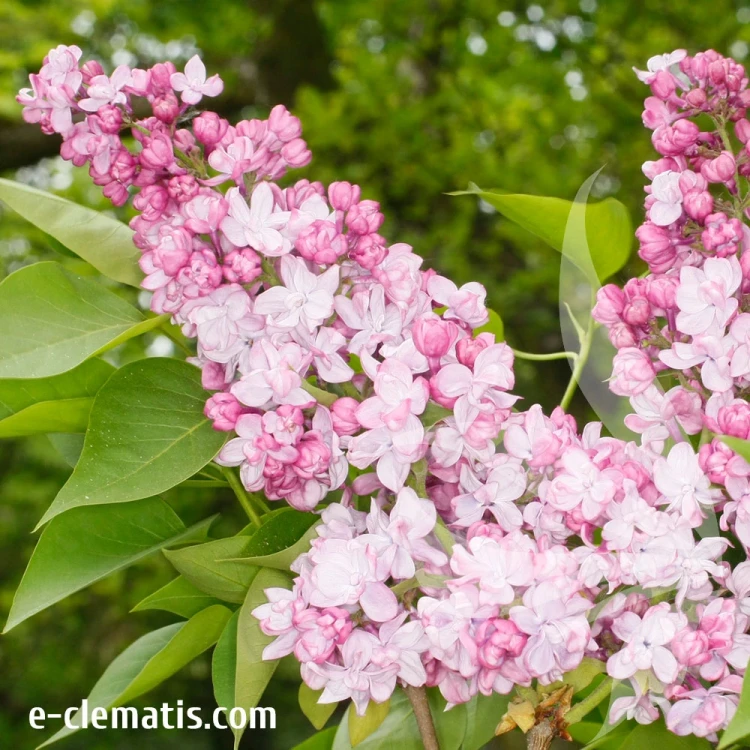 Syringa-vulgaris-General-Pershing.webp