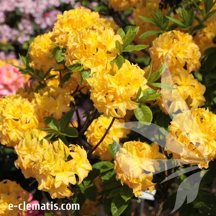Rhododendron-Yellow-Pom-Pom.webp
