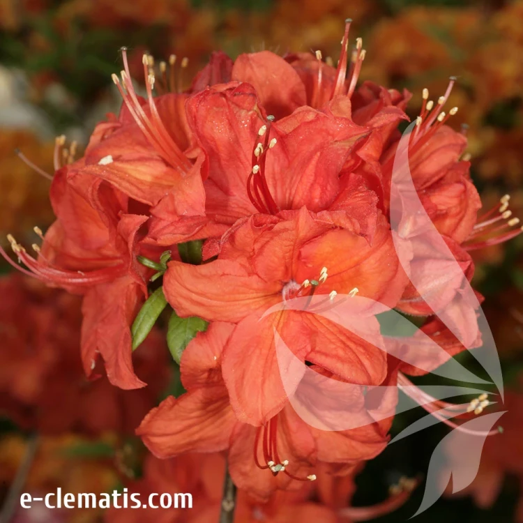 Rhododendron-Fireball.webp