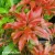 Pieris-japonica-Red-Mill-v2.webp