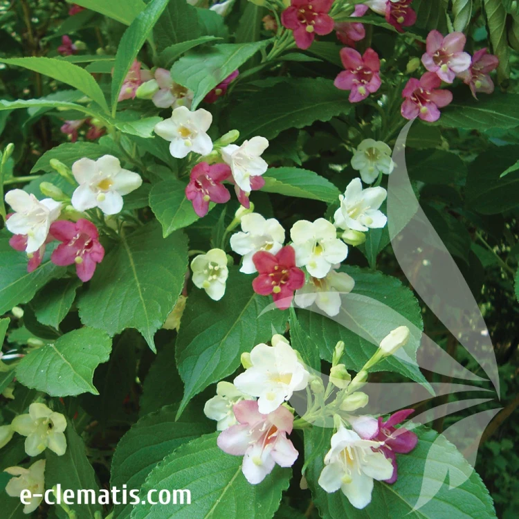 Weigela-Marjorie.webp