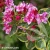 Weigela-florida-FRENCH-LACE-Brigela.webp
