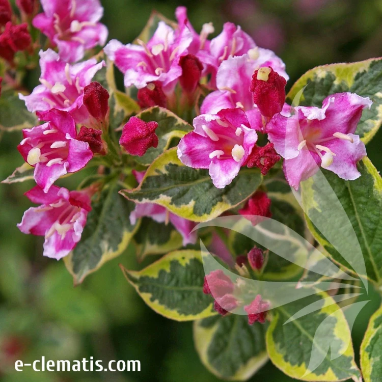 Weigela-florida-FRENCH-LACE-Brigela.webp