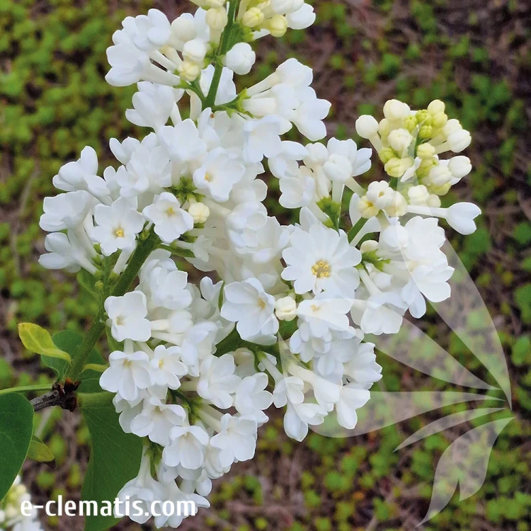 Syringa-vulgaris-Rochester.webp