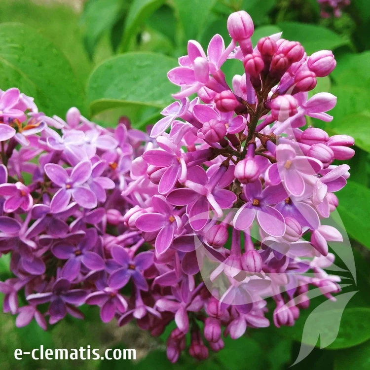 Syringa-vulgaris-Gortenziya.webp