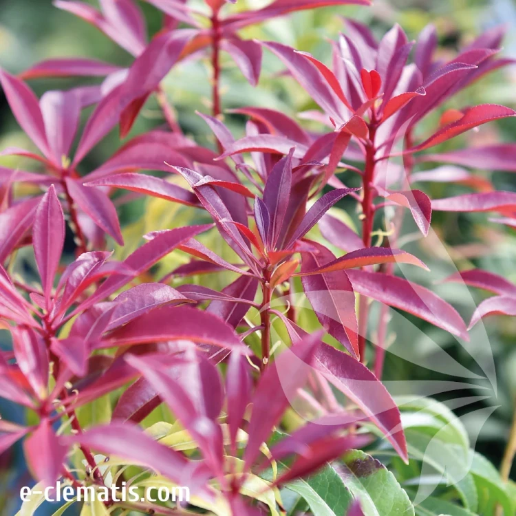Pieris-japonica-j-Mountaine-Fire.webp
