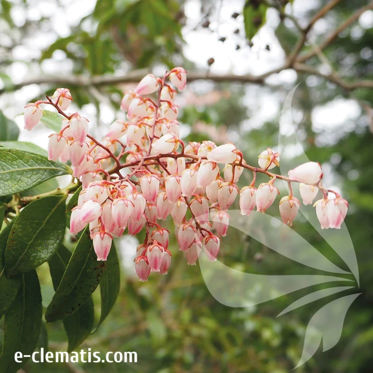 Pieris-japonica-Boltman's-Pink.webp