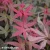 Acer-palmatum-Deshojo-2.webp
