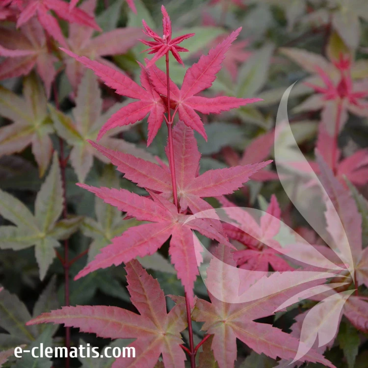 Acer-palmatum-Deshojo-2.webp