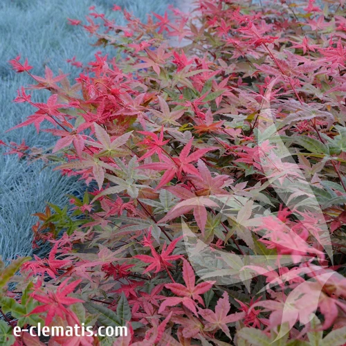 Acer-palmatum-Deshojo-1.webp
