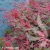 Acer-palmatum-Deshojo-1.webp