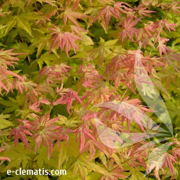 Acer-palmatum-Orange-Dream-2.webp