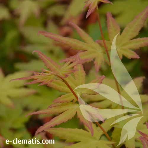 Acer-palmatum-Orange-Dream-1.webp
