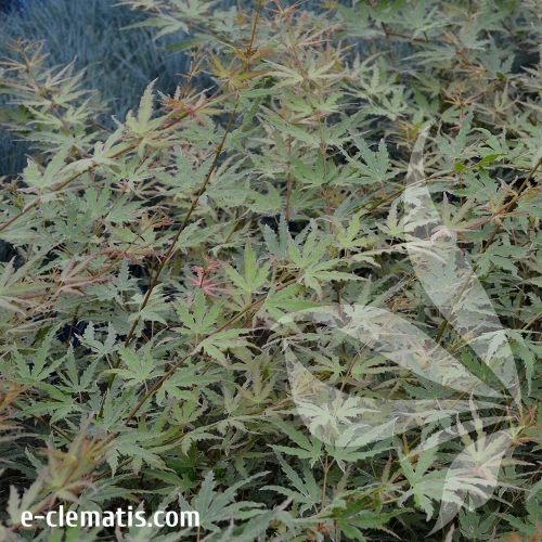Acer-palmatum-'Butterfly'-2.webp