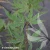Acer-palmatum-'Butterfly'-1.webp